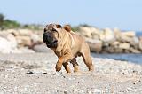 SHAR-PEI 350